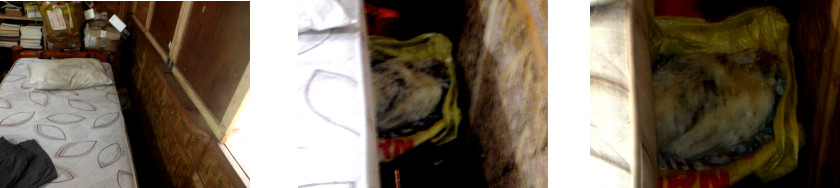 Image of chicken nesting under bed in tropical house