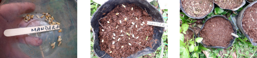 Images opf mandarin seeds potted in tropical backyard