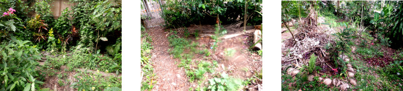 Images of
        various locations in tropical backyard sown with papaya seeds