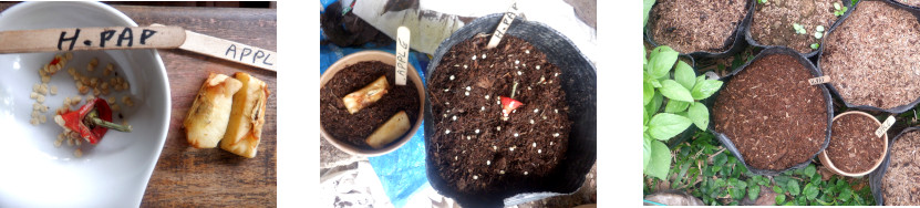 Images of
            paprika and apple seeds potted in tropical backyard