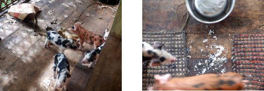 Images of piglets on tropical house balcony