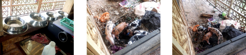 Images of orphaned piglets on tropical balcony