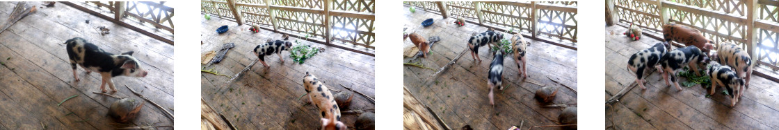 Images of piglets on tropical balcony