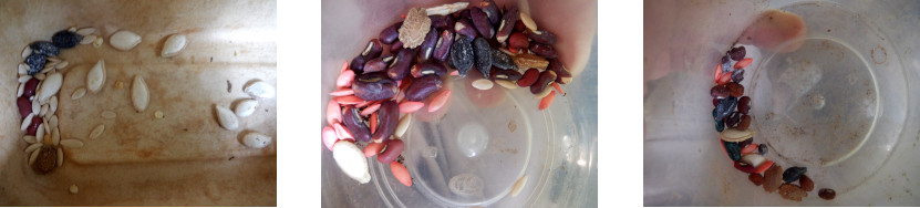 Images of various seed mixtrues