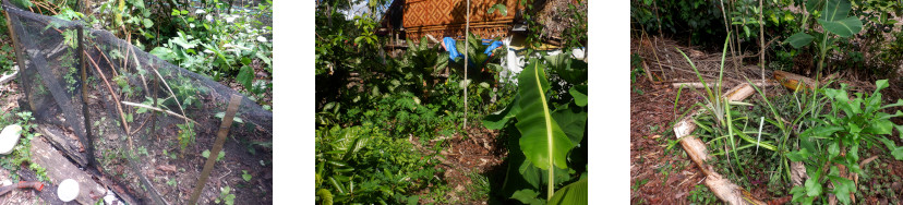 Images
        of vartious locations in tropical backyard planted with seed
        mixtures