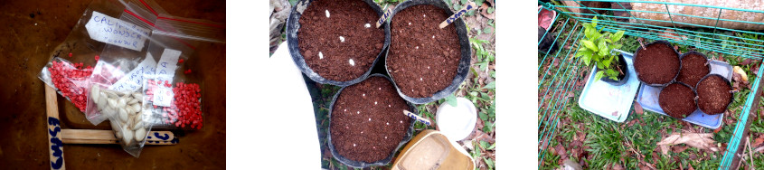 Images of various seeds potted in tropical backyard after
        typhoon Rai