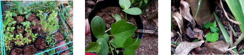 Images of seedlings
            transplanted in tropical backyard