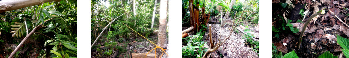Images of trees treated after being
              damaged by typhoon Rai