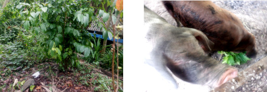 Images of tree timmed in tropical backyard and fed to pigs
