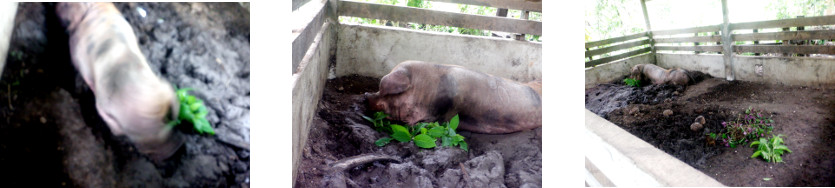 Images of sick tropical backyard pig