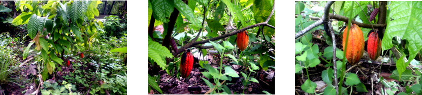 Images of Cacao pops
              ripening in tropical backyard