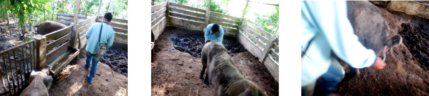 Images of tropical backyard pig being
        artificially inseminated