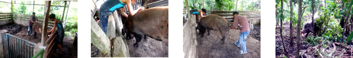 Images of tropical backyard pig being
        artificially inseminated
