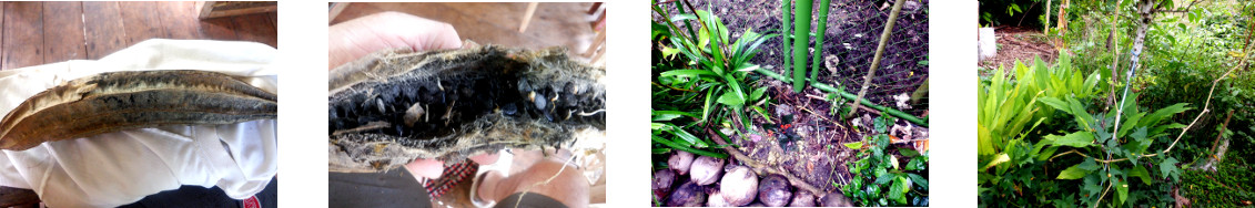 Images of edible luffa with
            seeds removed and sown in tropical backyard