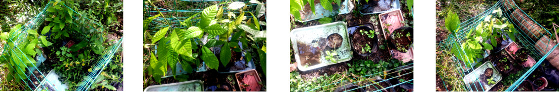 Images of nursery area in tropical
        backyard tidied up