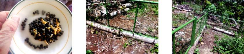 Images of papaya seeds briadcast along
        tropical backyard interior pig fence
