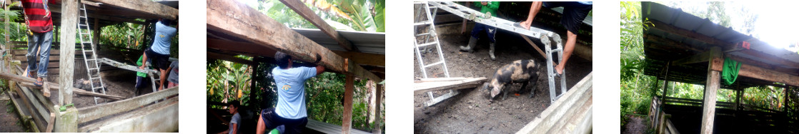 Images of pig pen damages by typhoon
        Rai finally repaired