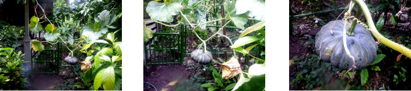 Images of squash growing in tropical
          backyard