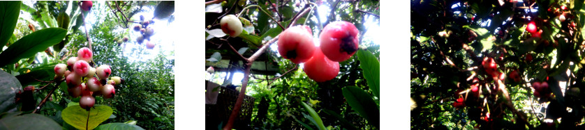 Images of fruit tree fruiting in
        tropical backyard