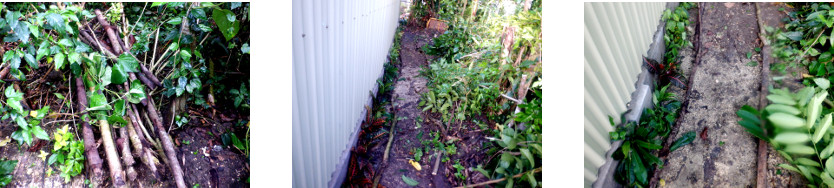 Images of path borders
              restored in tropical backyard
