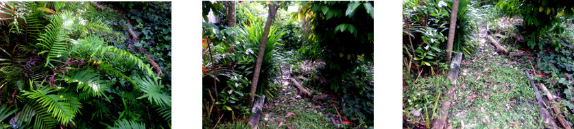 Images of tropical backyard path
          trimmed
