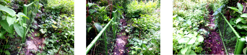 Images of trimming tropical backyard
          garden