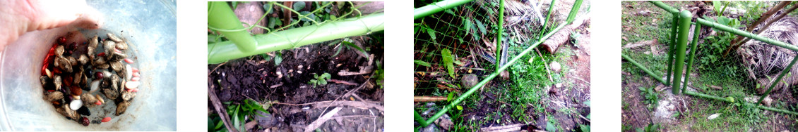 Images of various vine seeds sown
        along tropical backyard interior pig fence
