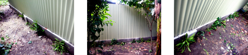 Images of plantng along new privacy
        wall in tropical backyard