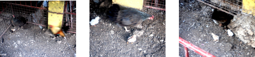 Images of newly born chicks in tropical backyard