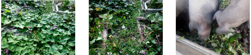 Images of overgrown path cleared in tropical backyard