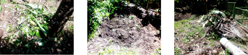 Images of new tropical backyard pig
        runs cleared for use