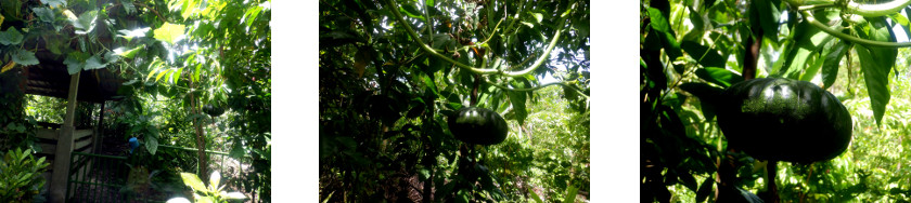 Images of Squash growing
              in tropical backyard