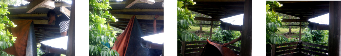 Images of tarpaulin removed from
        tropical backyard pig pen