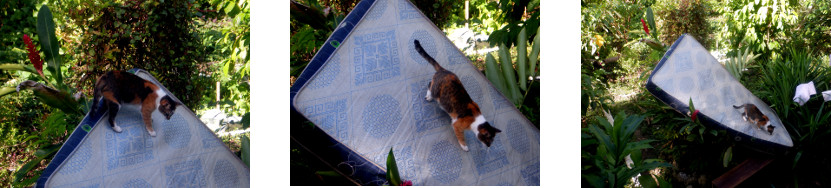 Images of a cat on a matress sunning
        in a tropical backyard