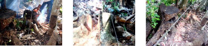 Images of tree stumps removed from path of proposed
            fence in tropical backyard