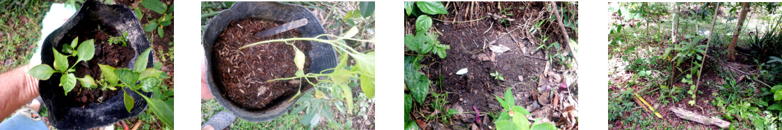 Images of pepper plants transplanted
        into tropical backyard
