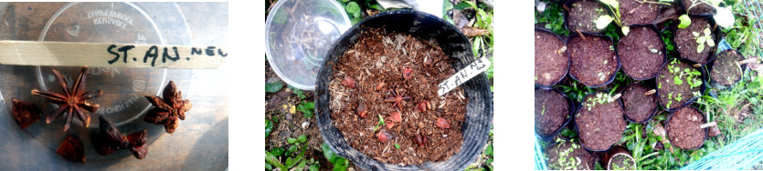 Images of star anise seeds potted in
        tropical backyard
