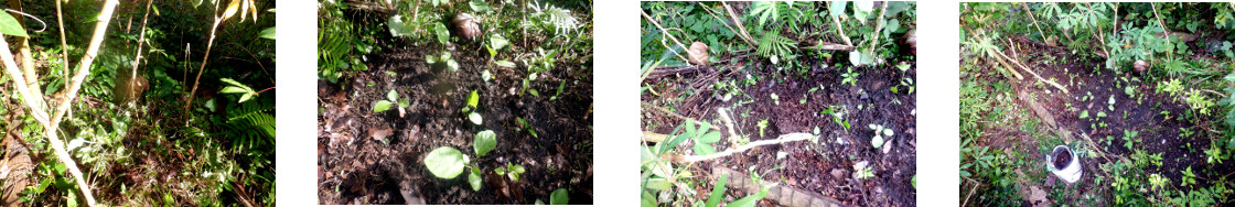 Images of seedlings transplanted in tropical backyard