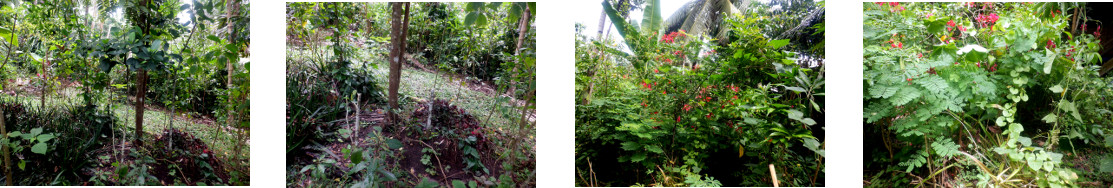 Images of unwanted vegitation trimmed
        in tropical backyard