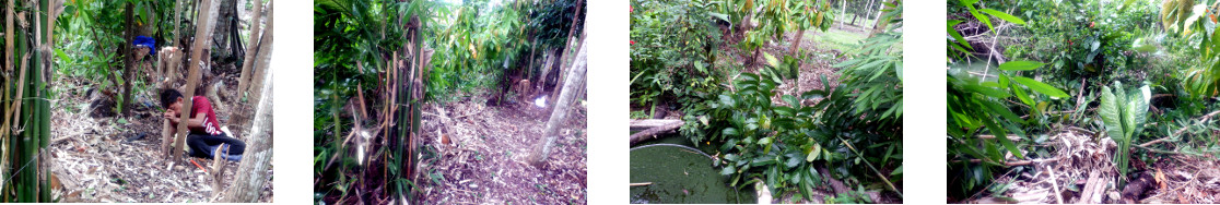 Images of trimmed vegitation dumped in
        tropical backyard