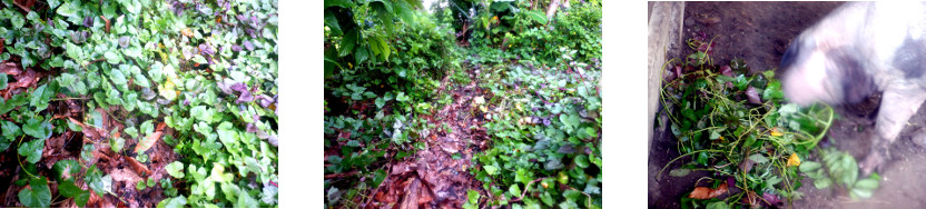 Images of tropical backyard path
        cleared of unwanted grrowth and fed to pigs