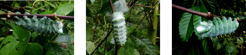 IUmnages of giant caterpillar found
        in tropical backyard