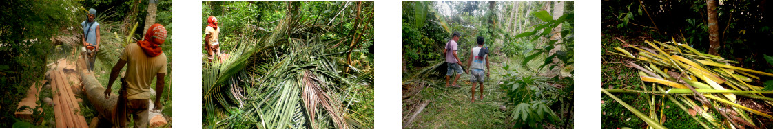 Images of coconut trees being cut
        down in tropical backyard