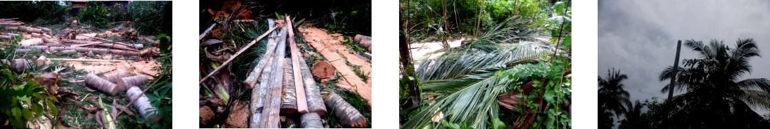 Images of coconut trees felled in
        tropical backyard to create a free range pig run
