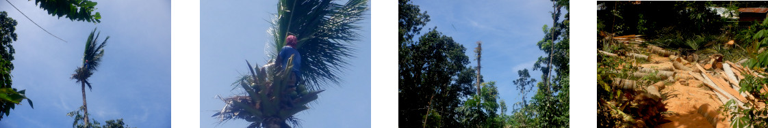 Images of coconut trees being cut
        down in tropical backyard