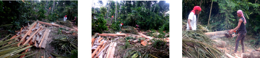 Images of felled coconut
            trees being cut up for lumber in tropical backyard