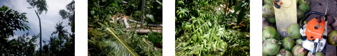 Images of trees cur down in
        tropical backyard