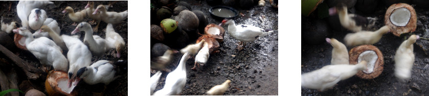 Images of ducks eating fallen
            coconuts in tropical backyard