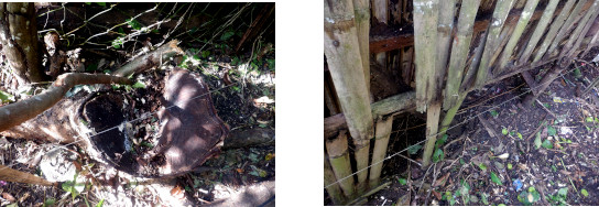 Images of
        position of new fence marked out in tropical backyard