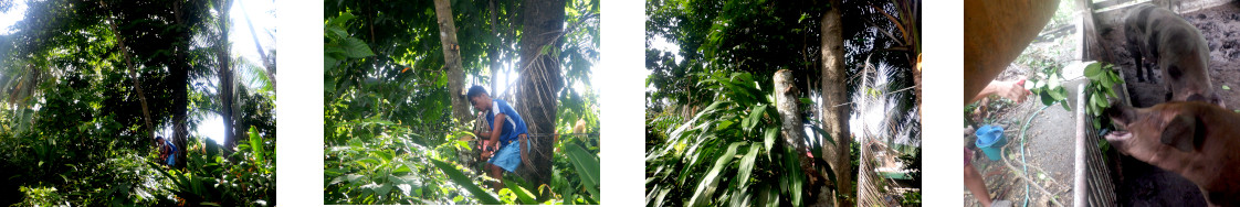 Images of jack fruit tree being
        trimmed in tropical backyard
